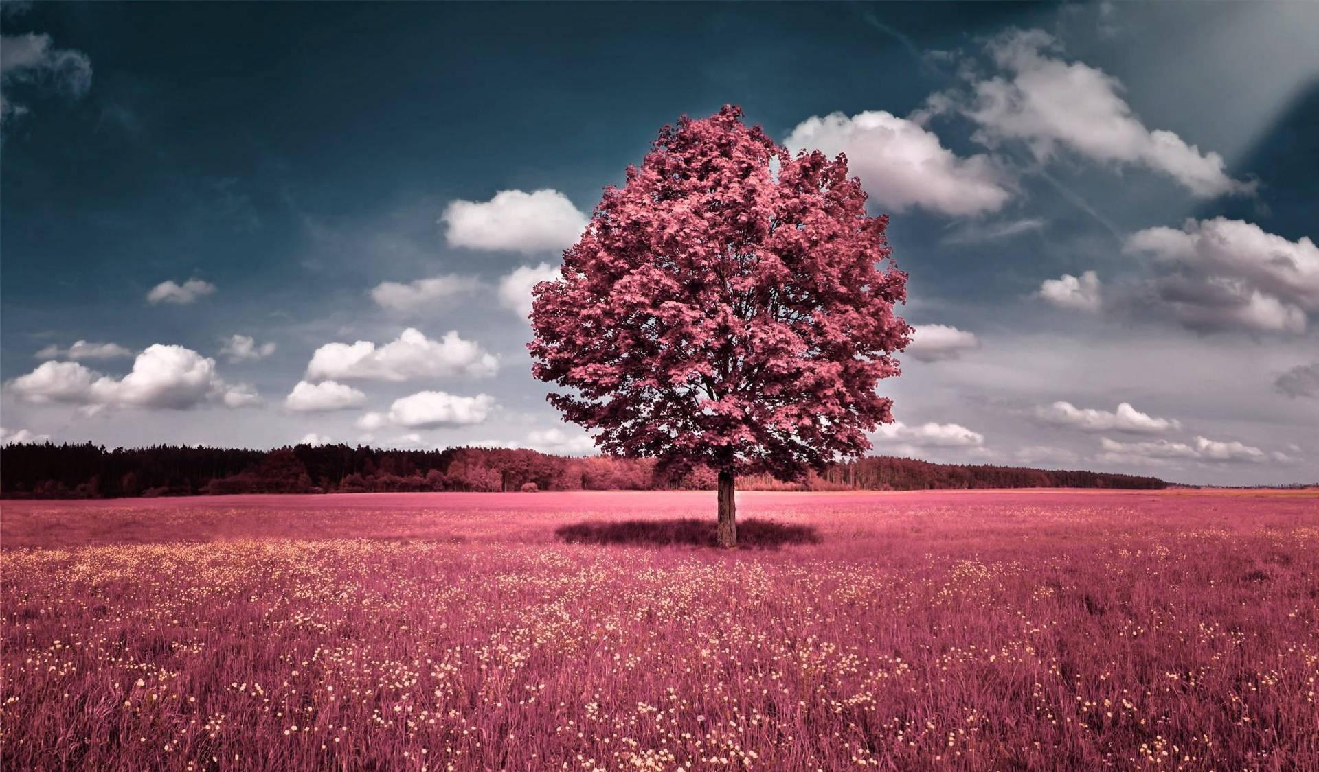 beautiful-pink-tree-3vau5vtfa3qn7k8v-20230223-214801.jpg